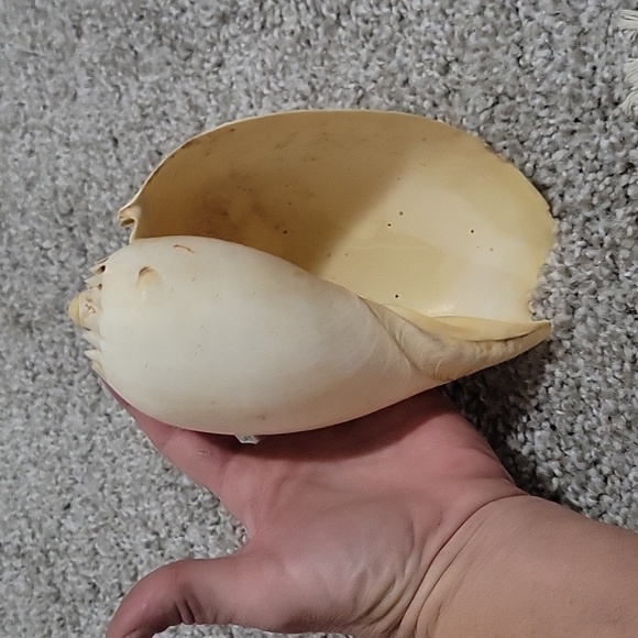 Large Natural Ocean Shell, Melo Broderipii, Huge Striped Shell, Large Tiger Seas - Picture 2 of 6